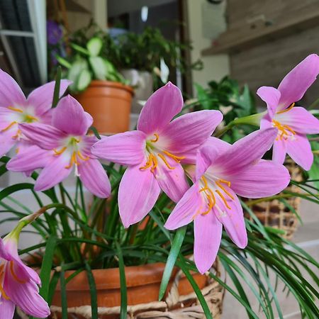 Casa Florescu 부스테니 외부 사진